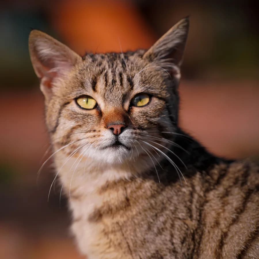 Original photo of a brown tabby cat with green eyes