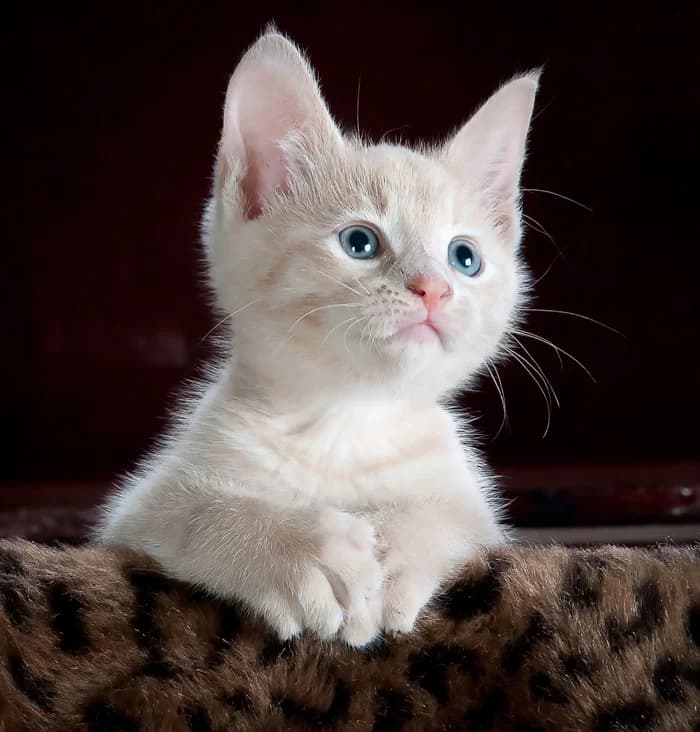Original photo of the cream kitten used for the cartoon portrait