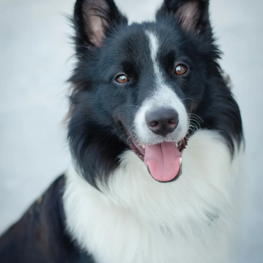 Original photo of a black-and-white Border Collie