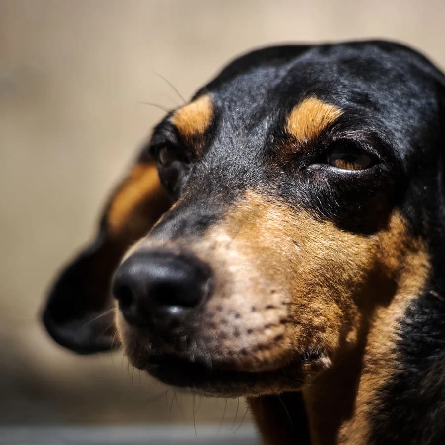 Original photo of a black-and-tan Dachshund