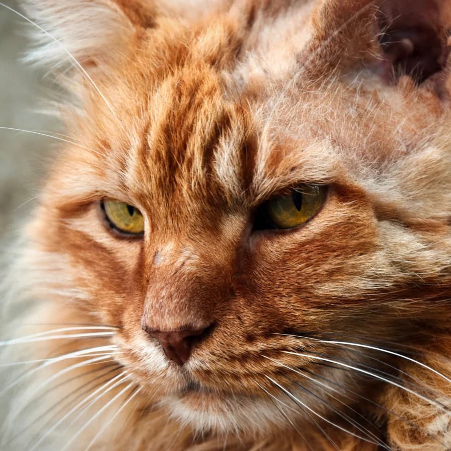 Original photo of an orange Maine Coon cat