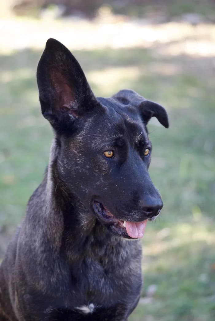 Original photo of the dark dog used for the pop art portrait
