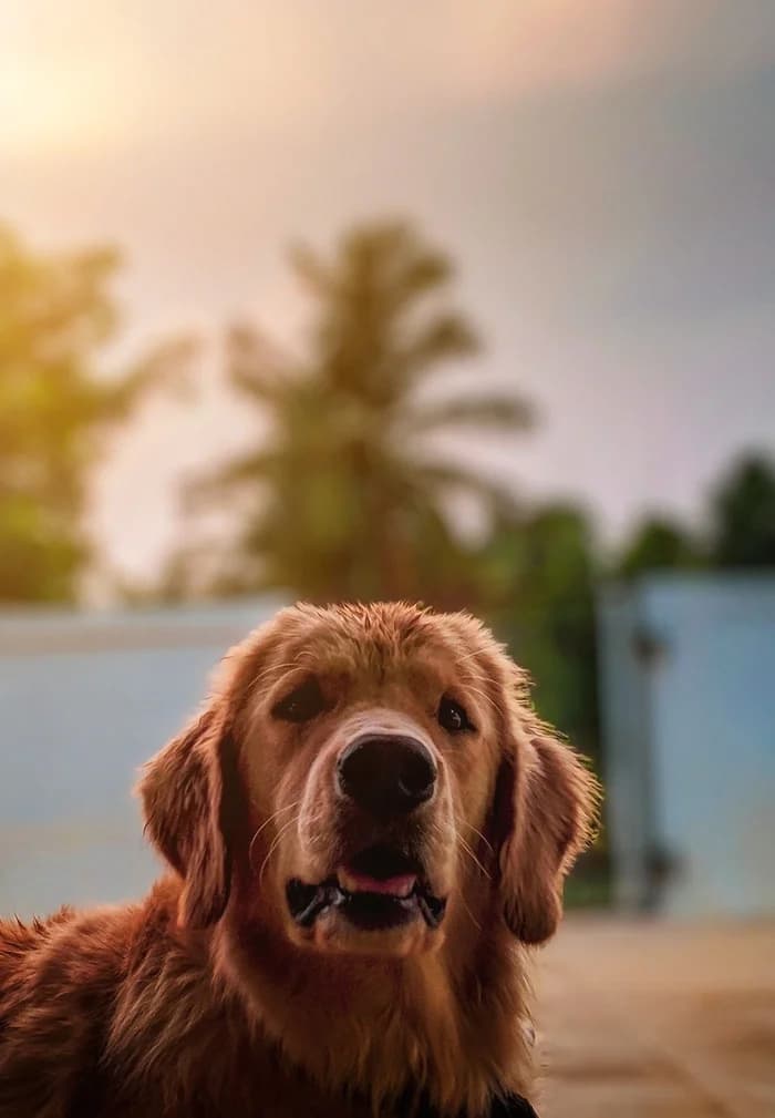 Original photo of the golden dog used for the watercolor portrait